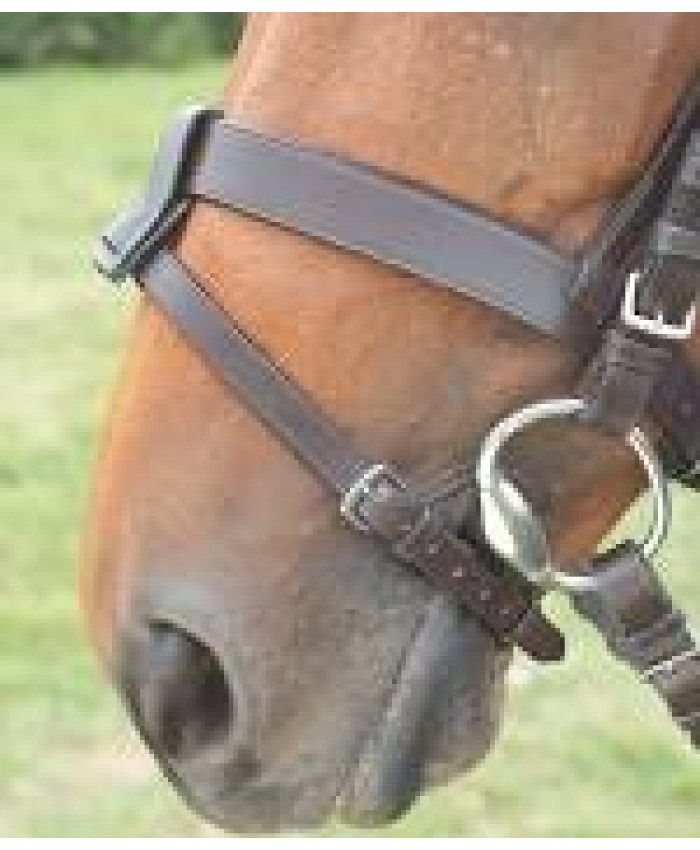  Shires Blenheim Flash Strap